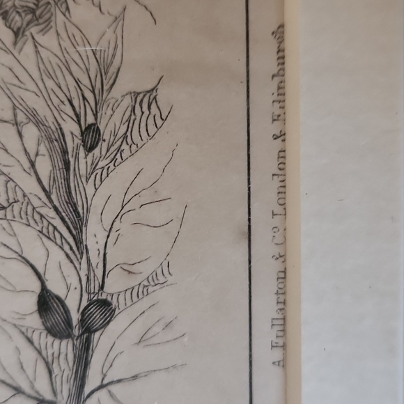 Rare Mid-19th Cent c.1853 London Hoopoe Bird Hand-Colored Engraving w Rare Frame - Picture 3 of 8